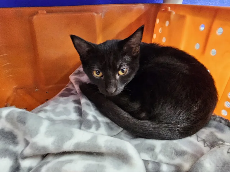 A baby medium-sized female Black Domestic Short Hair cat named Moxie for adoption in Dunkirk, NY
