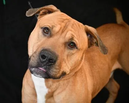 An adult large-sized male Mixed Breed dog named Asher for adoption in West Chester, PA
