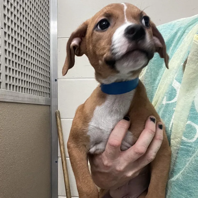 A baby medium-sized male Yellow / Tan / Blond / Fawn Mixed Breed dog named Snoopy for adoption in Lakeland, FL