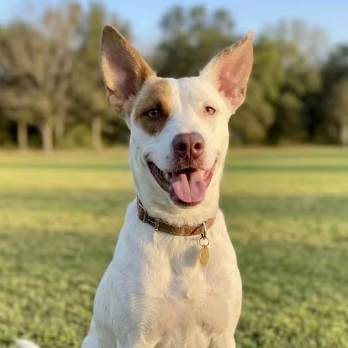 An adult medium-sized female White / Cream Terrier dog named Sugar for adoption in CORPUS CHRISTI, TX