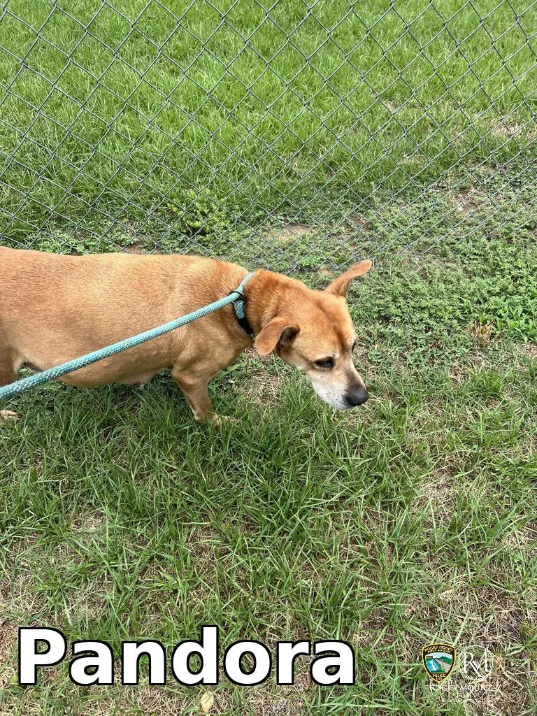 An adult medium-sized female Pit Bull Terrier dog named Pandora for adoption in Rocky Mount, NC