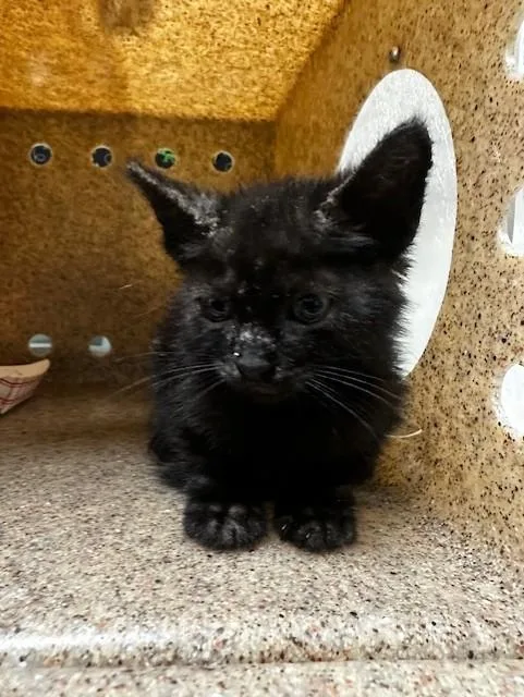 A baby small-sized female Domestic Short Hair cat named Baby for adoption in Riverside, CA