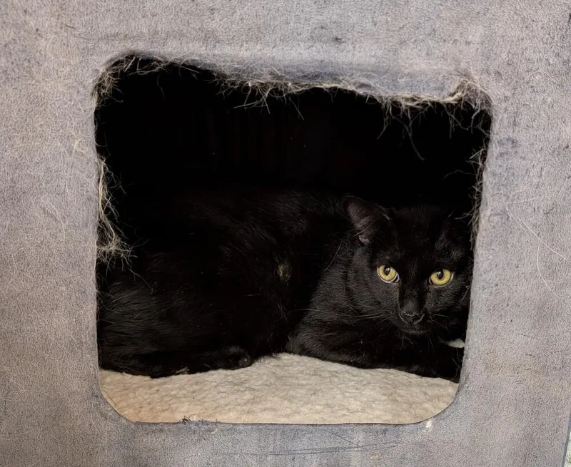 An adult large-sized male Black Domestic Medium Hair cat named Sherlock for adoption in Tucson, AZ