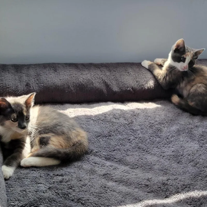 A baby small-sized female Calico Domestic Short Hair cat named Clover for adoption in Bel Air, MD