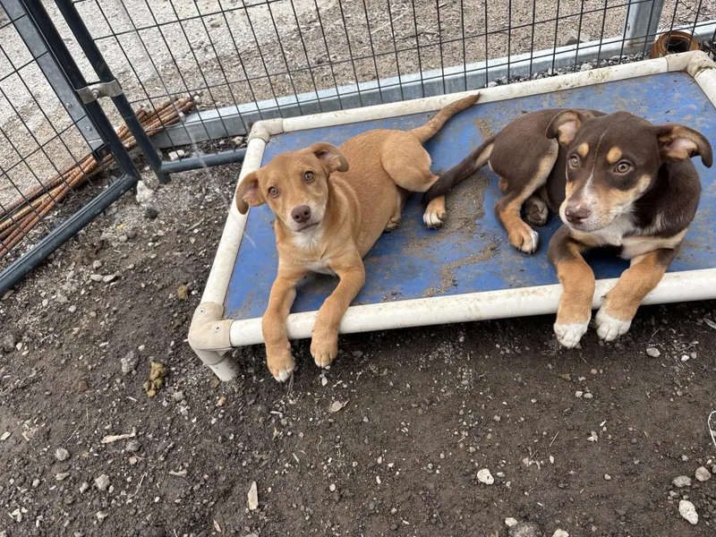 A young medium-sized male Brown / Chocolate Mixed Breed dog named Kenny for adoption in Glenpool, OK