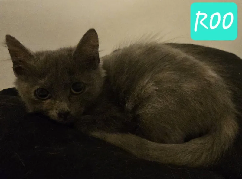 A young small-sized female Domestic Medium Hair cat named Roo for adoption in Cypress, TX