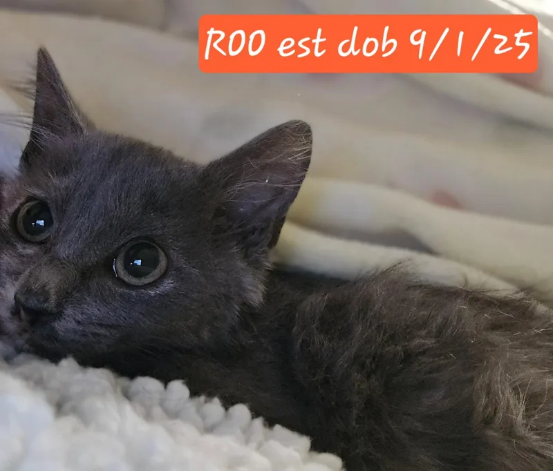 Roo thumbnail 2