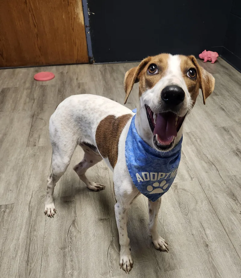 An adult medium-sized male White / Cream Greyhound dog named Ragnor Lodbrok for adoption in Mansfield, OH