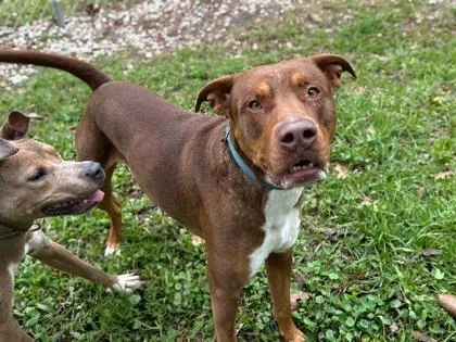 An adult large-sized male American Bulldog dog named Riot for adoption in Gainesville, FL