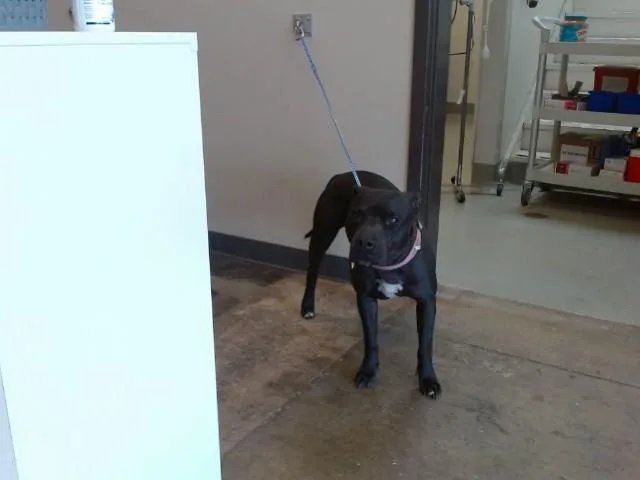 An adult large-sized female Staffordshire Bull Terrier dog named Smoky for adoption in Ontario, CA