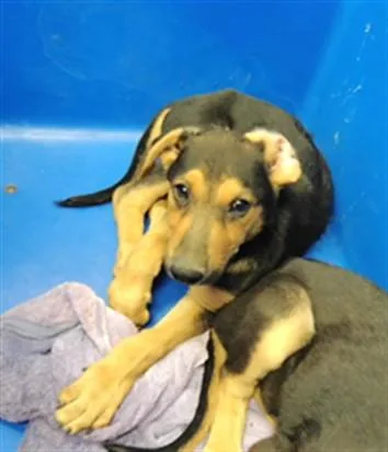 A baby small-sized male German Shepherd Dog dog named Chip for adoption in Albuquerque, NM