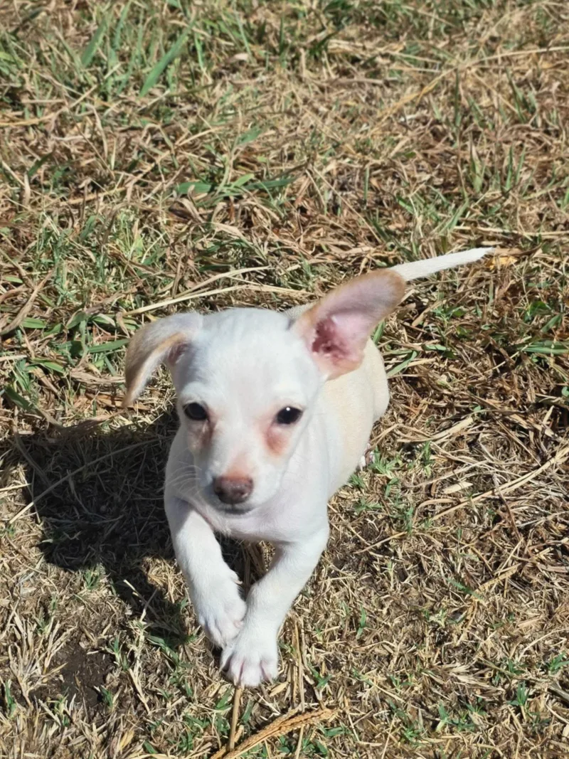 A baby small-sized male Chihuahua dog named Ammo for adoption in Penryn, CA
