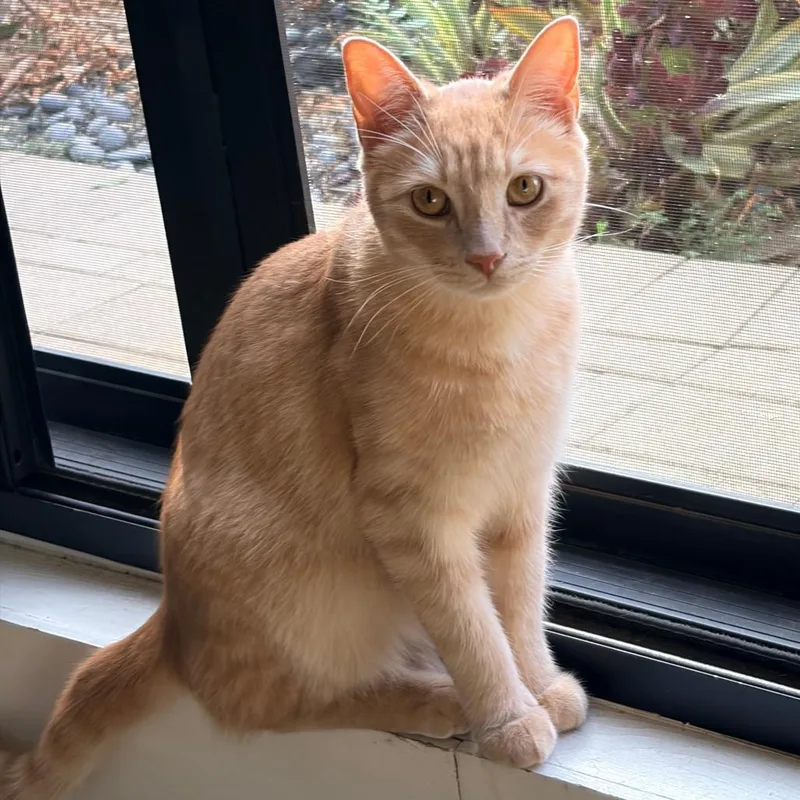 A young small-sized male Orange / Red Domestic Short Hair cat named Gilligan for adoption in Los Angeles, CA