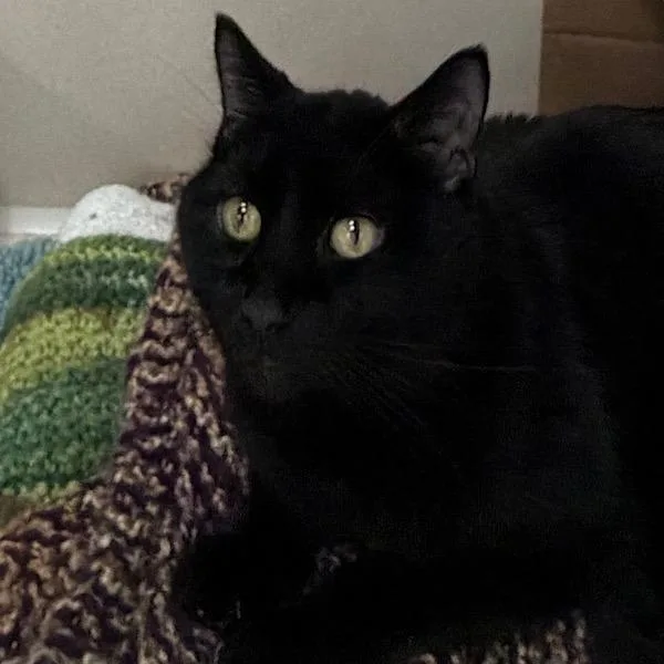 An adult small-sized male Domestic Short Hair cat named Benny for adoption in Des Moines, IA