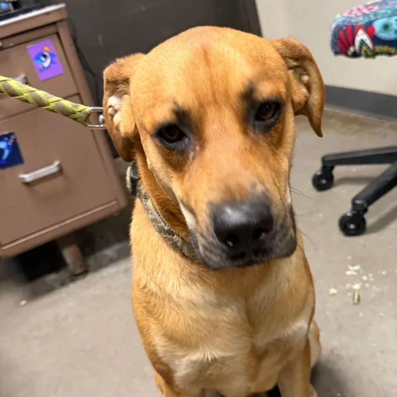 A young large-sized male Yellow / Tan / Blond / Fawn German Shepherd Dog dog named Dj for adoption in Yuma, AZ