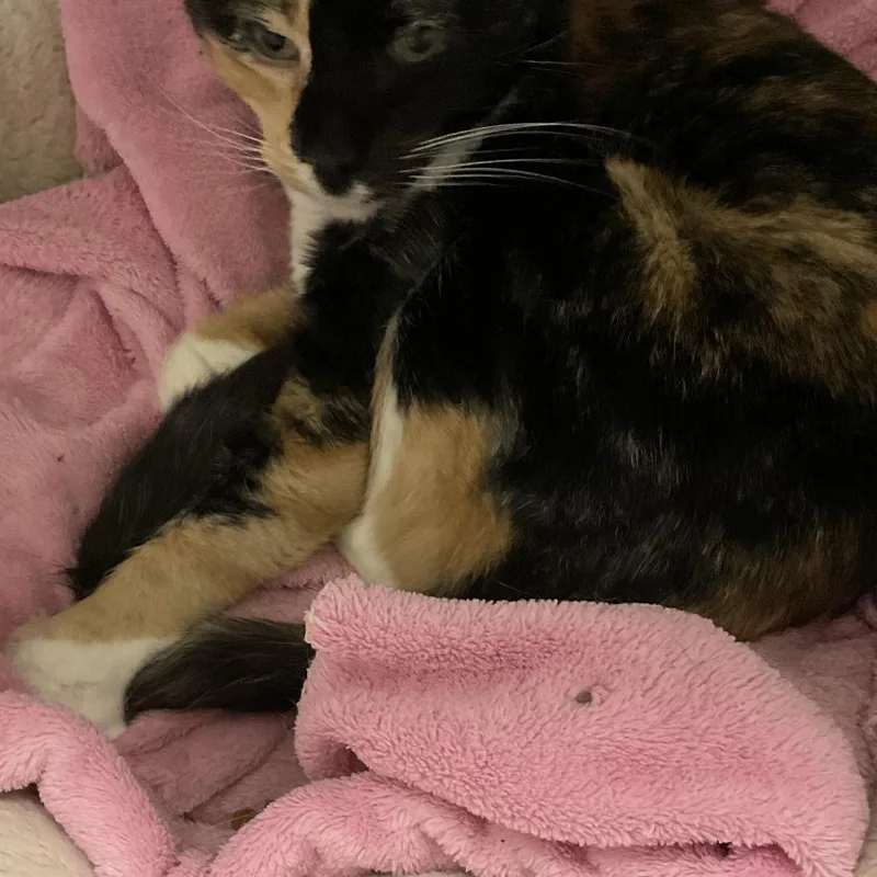 A baby large-sized female Calico Domestic Short Hair cat named Cleocatra for adoption in Colorado Springs, CO