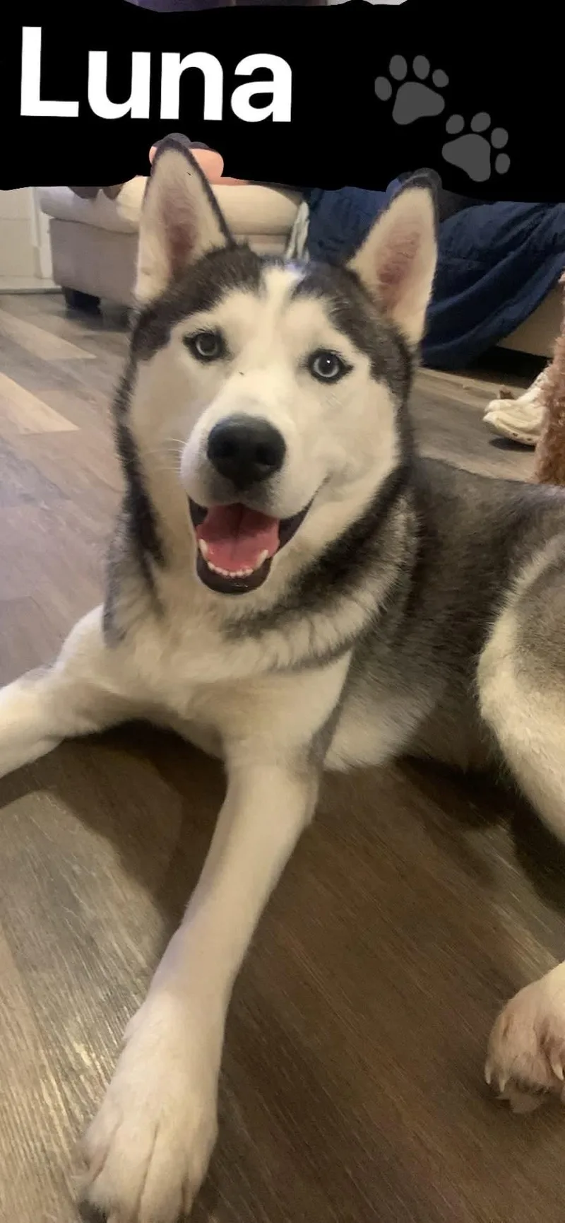 A young medium-sized female Gray / Blue / Silver Siberian Husky dog named Luna for adoption in Waterford, MI