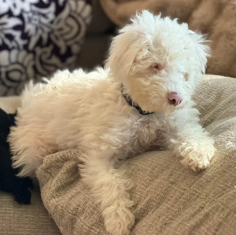 A baby small-sized male Miniature Poodle dog named Stevie for adoption in Hartland, WI