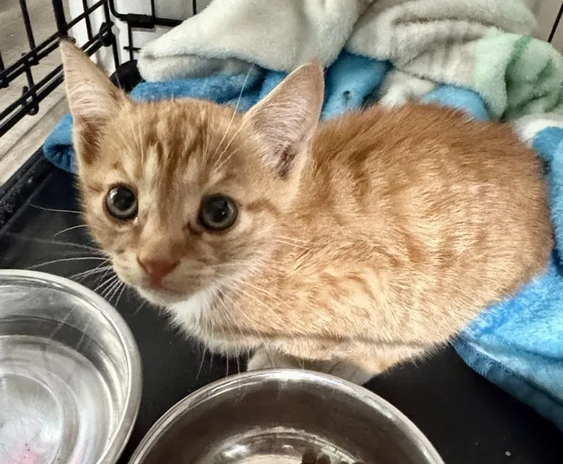 A baby small-sized male Domestic Short Hair cat named Nigel for adoption in Oakdale, CA