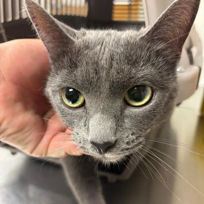 An adult medium-sized female Gray / Blue / Silver Domestic Short Hair cat named Smokey for adoption in Ottawa, KS