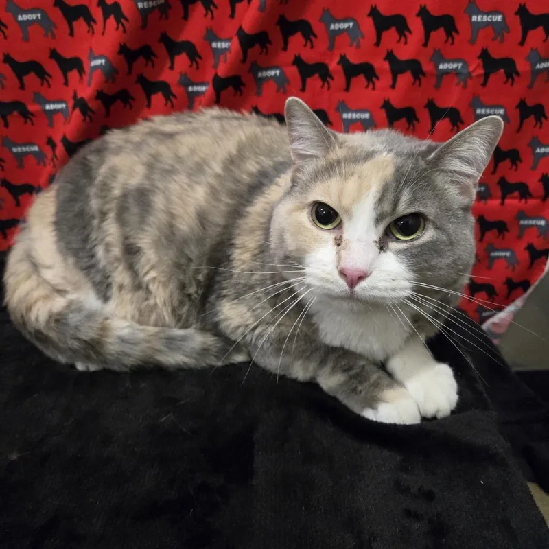 An adult extra large-sized female Domestic Short Hair cat named Skinny Minny Kali for adoption in Washburn, MO