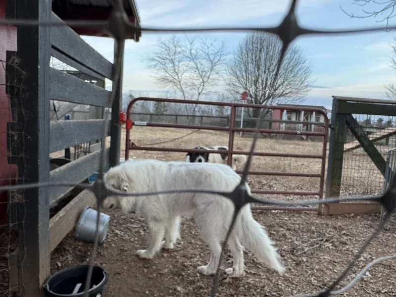 An adult large-sized male White / Cream Great Pyrenees dog named Ashe for adoption in Spartanburg, SC