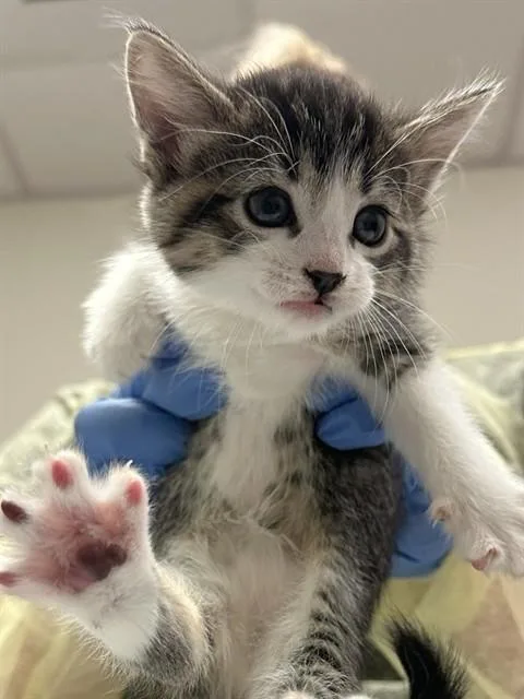 A baby small-sized female Domestic Short Hair cat named Sammy for adoption in Phoenix, AZ