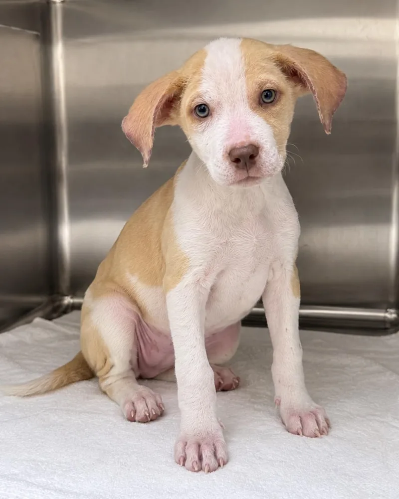 A baby medium-sized female Labrador Retriever dog named Carmen for adoption in Pawleys Island, SC