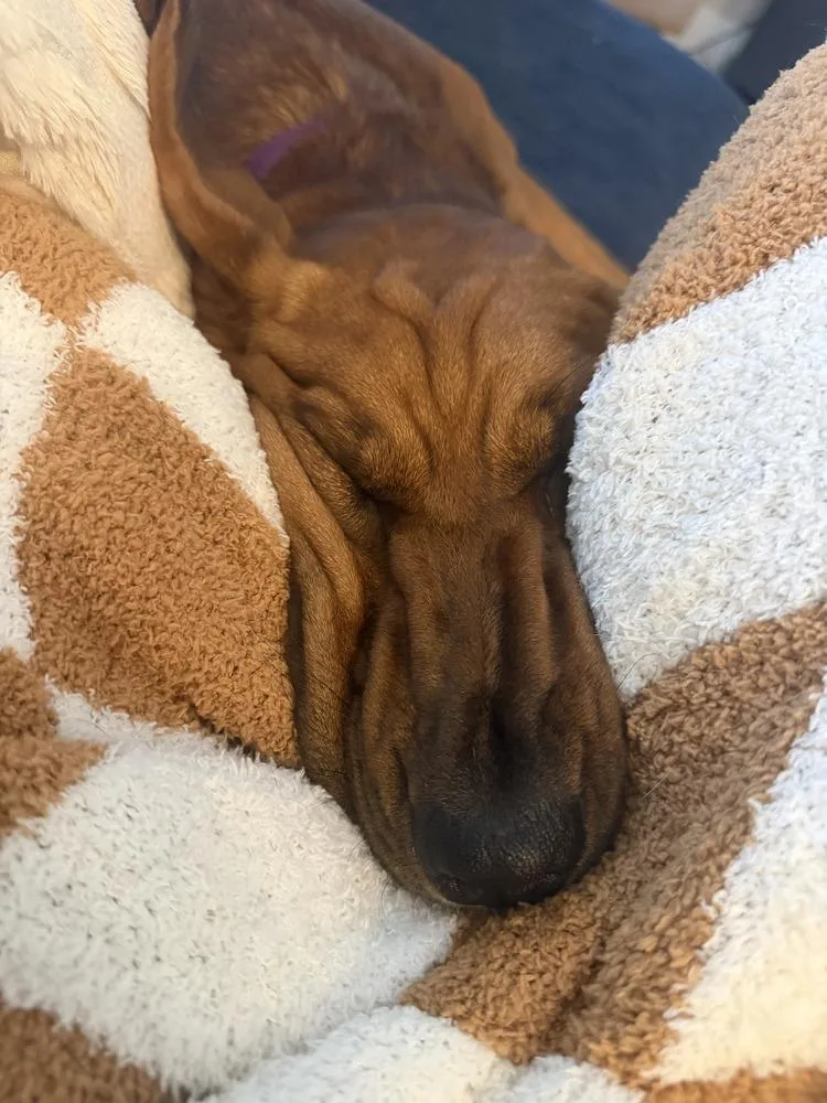 A young large-sized female Coonhound dog named Sunday for adoption in St. Petersburg, FL