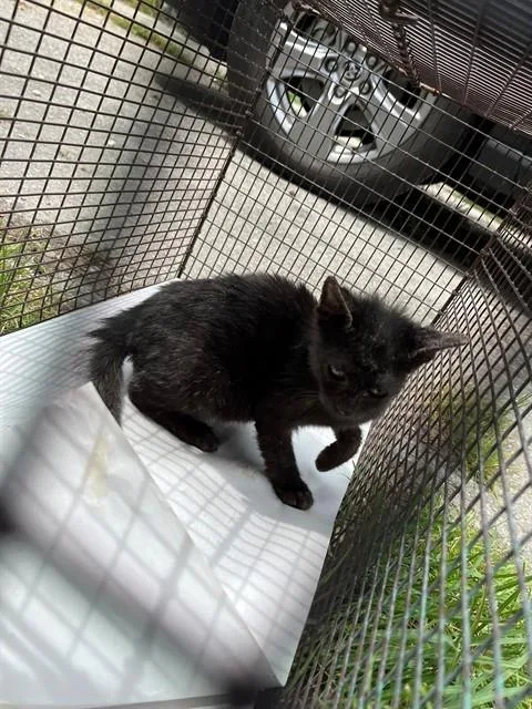 An adult medium-sized female Domestic Long Hair cat named Storm for adoption in Miami, FL