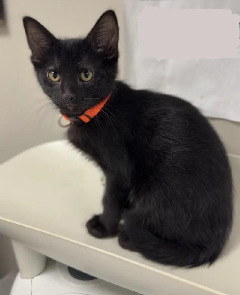 A baby medium-sized male Black Domestic Short Hair cat named Alexander for adoption in Bemidji, MN