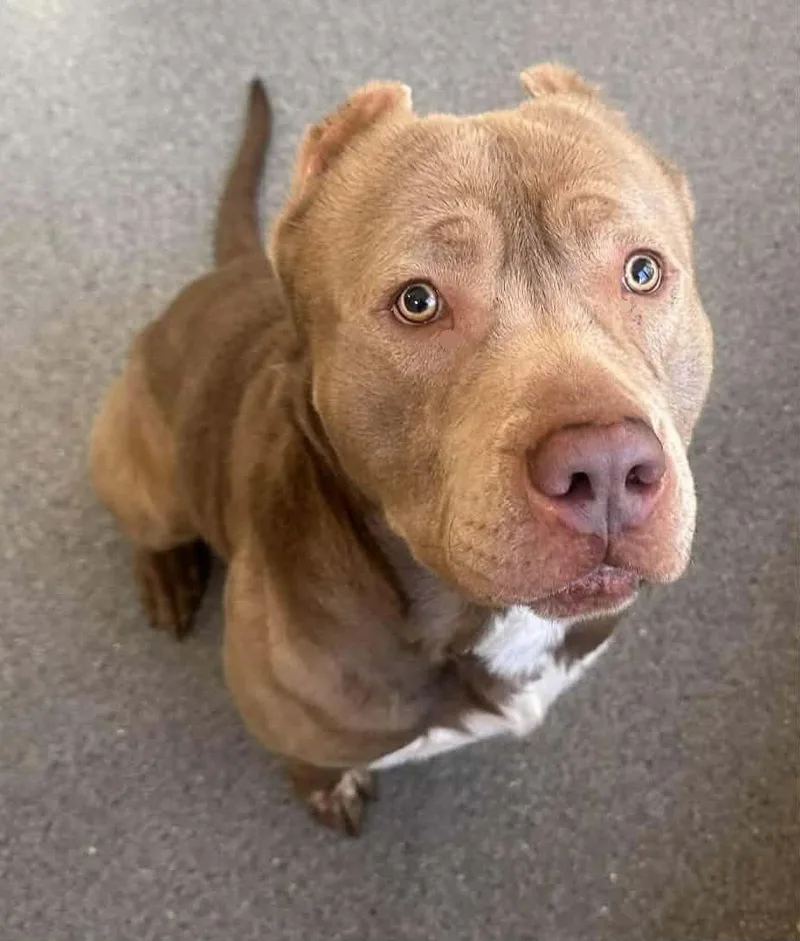 An adult large-sized male Pit Bull Terrier dog named Arnold for adoption in Covington, VA