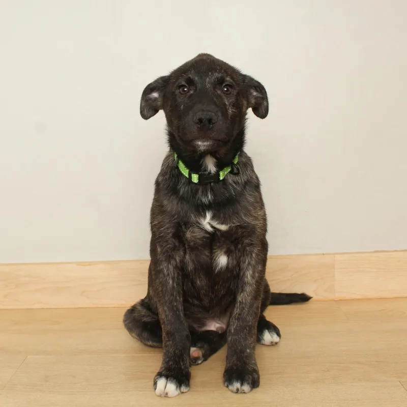 Scorpian D thumbnail 2