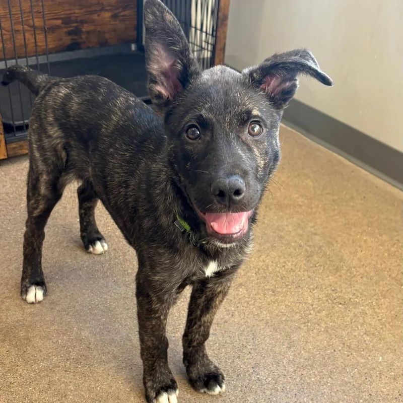 Scorpian D thumbnail 3