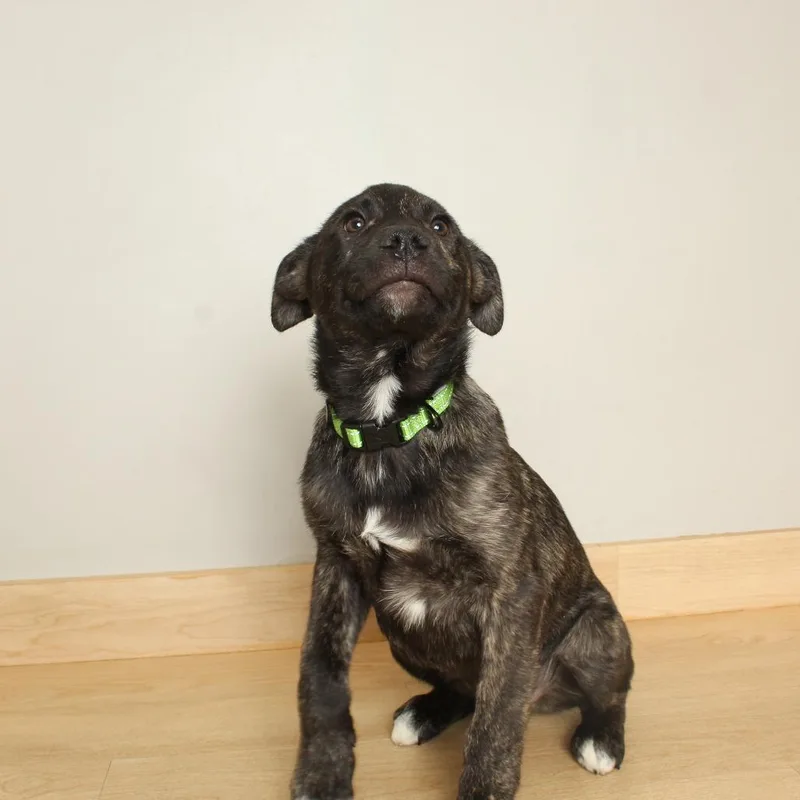 Scorpian D thumbnail 4