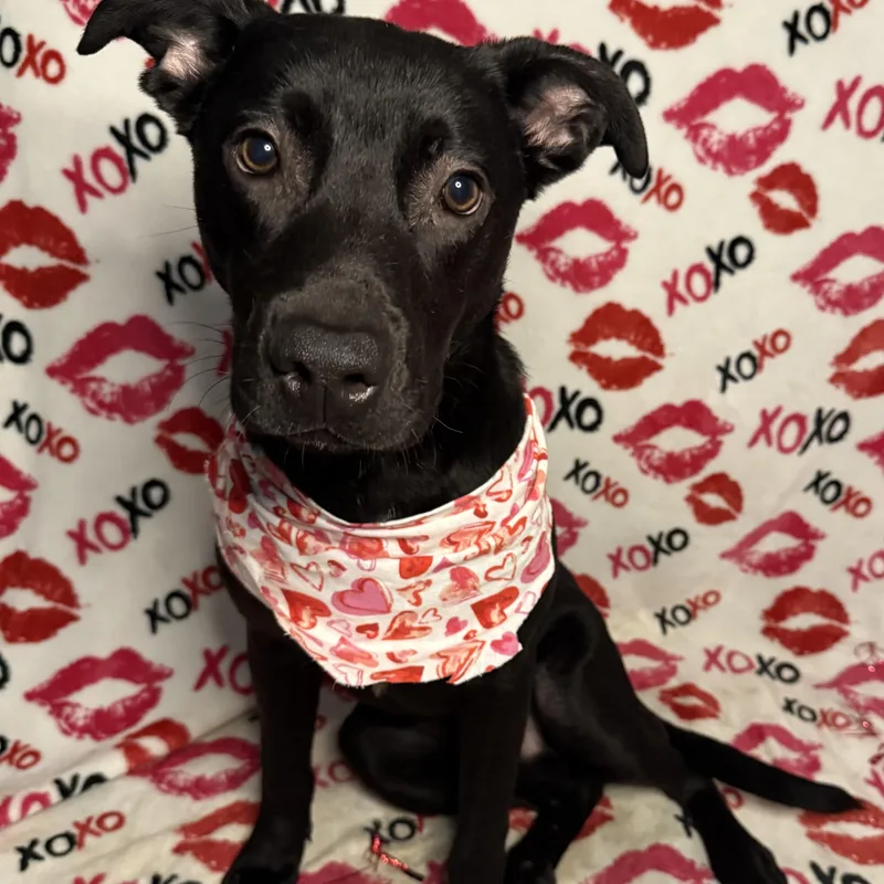 A young large-sized male Labrador Retriever dog named Beckham for adoption in Miami, FL