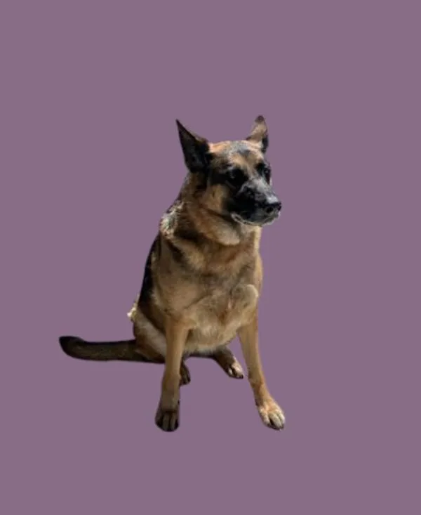 An adult large-sized female German Shepherd Dog dog named Rosie for adoption in Hollister, CA