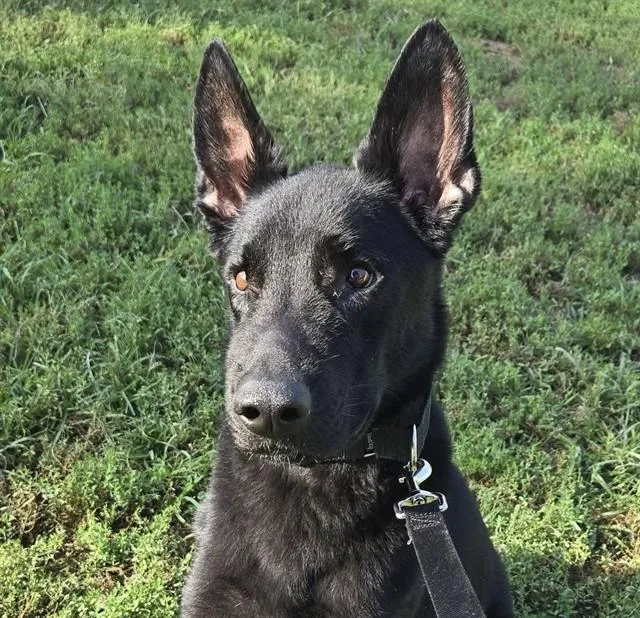 An adult large-sized male German Shepherd Dog dog named Archie for adoption in Omaha, NE