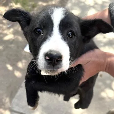 A baby medium-sized female Black Border Collie dog named Princess Leia for adoption in San Luis, CO