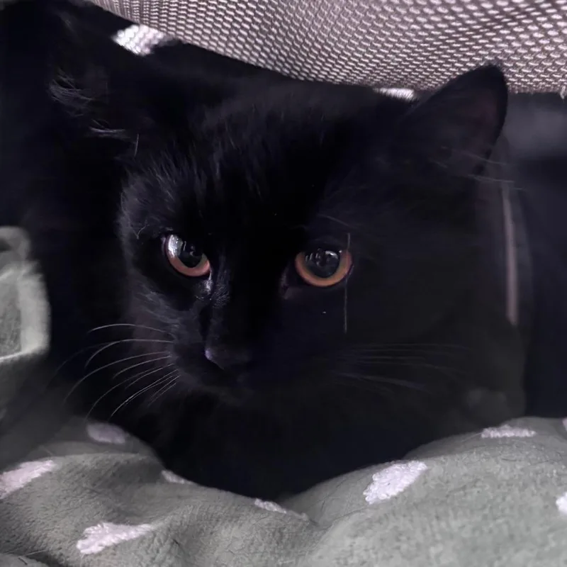A young medium-sized female Domestic Long Hair cat named Sabrina the Teenage Cat for adoption in Indianapolis, IN
