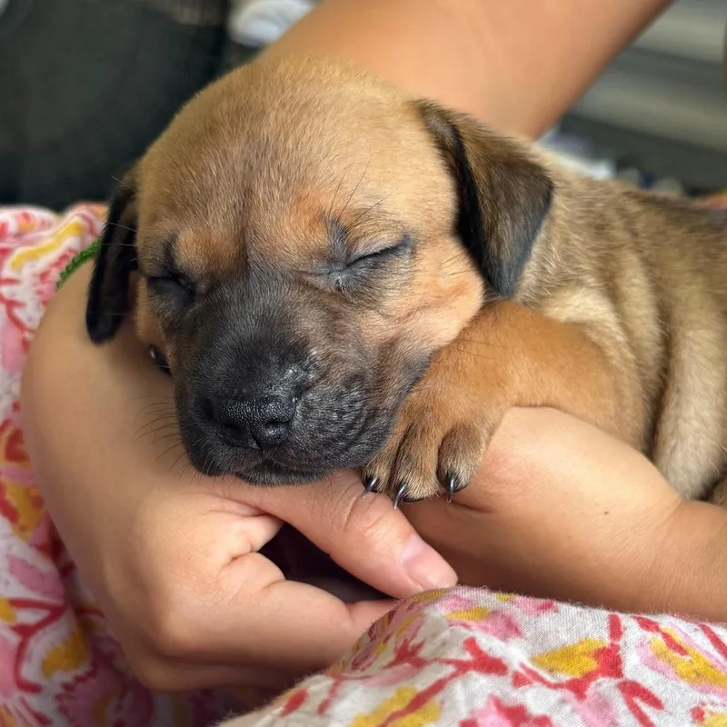 A baby large-sized female Mixed Breed dog named Hazel for adoption in Rincon, PR