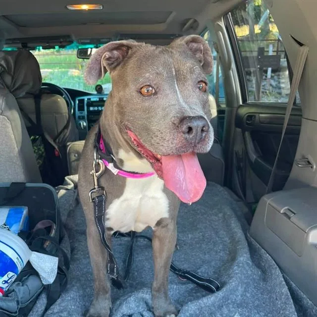 An adult large-sized female Pit Bull Terrier dog named Kona for adoption in Las Vegas, NV