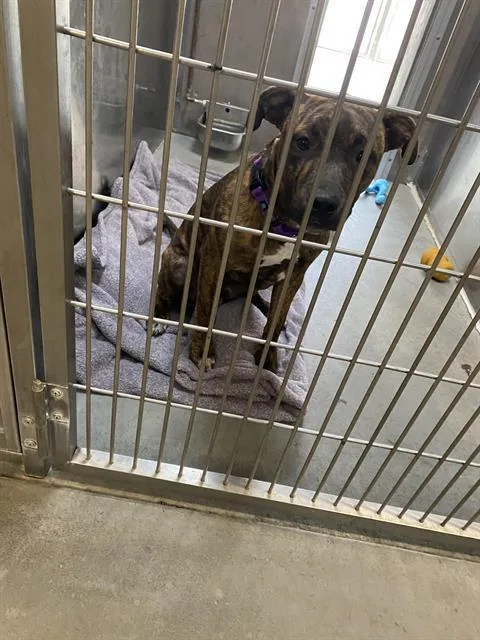 A young medium-sized male Pit Bull Terrier dog named Gruffi for adoption in Santa Cruz, CA