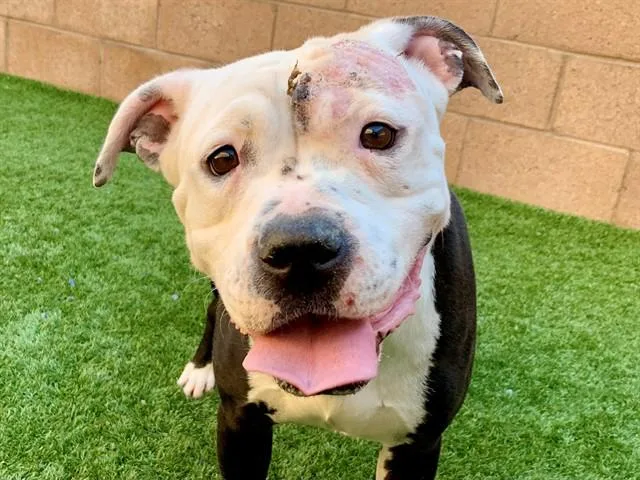 A young medium-sized female Black Pit Bull Terrier dog named SAVE ME PLEASE Shella for adoption in San Marcos, CA