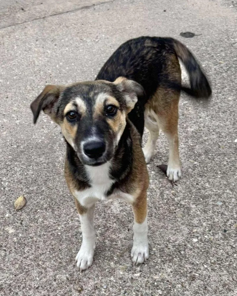 An adult medium-sized female Shepherd dog named Angel for adoption in Manchester, CT