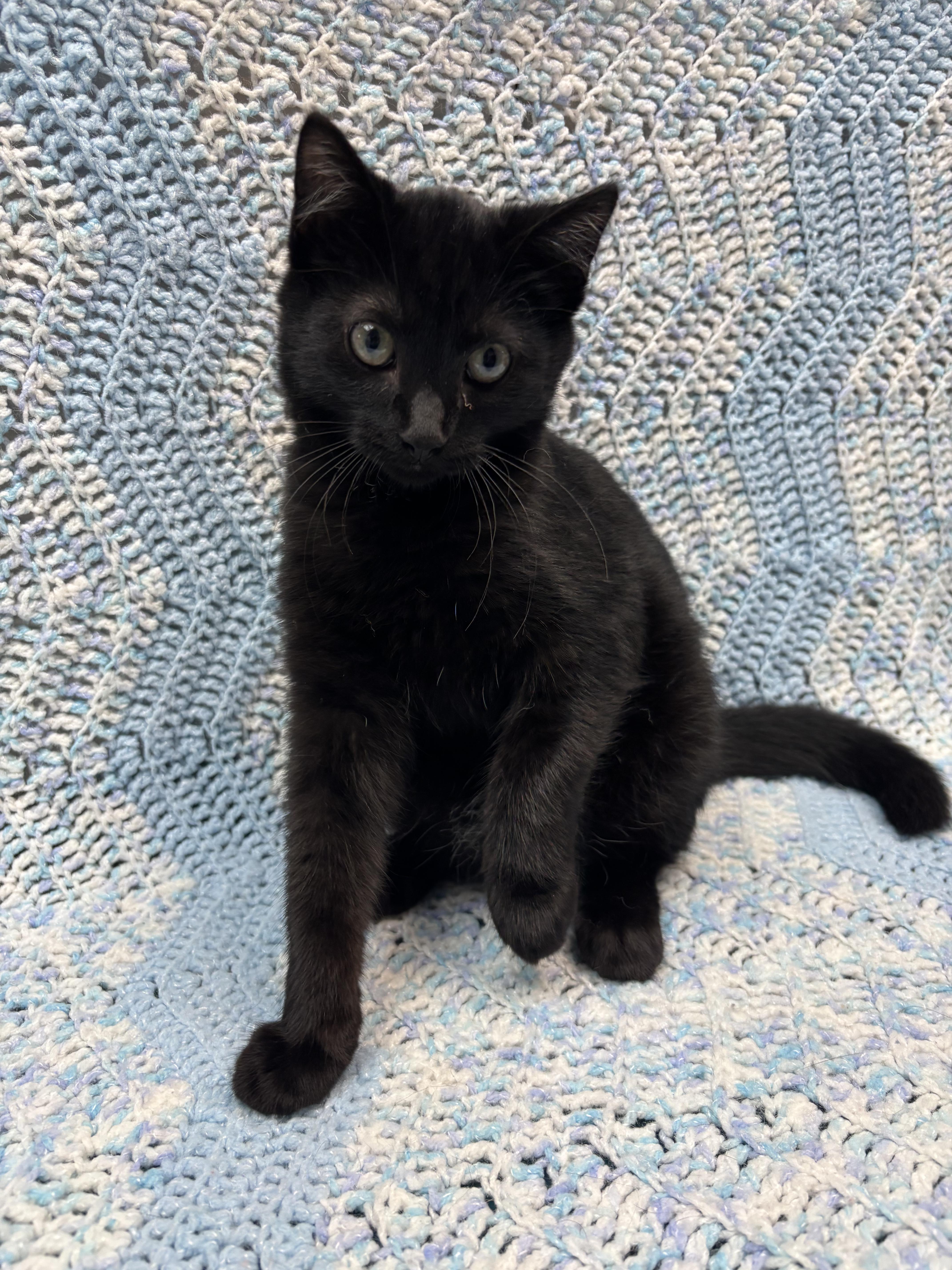 A baby medium-sized male Black Domestic Short Hair cat named Baba Yaga for adoption in Rock Falls, IL