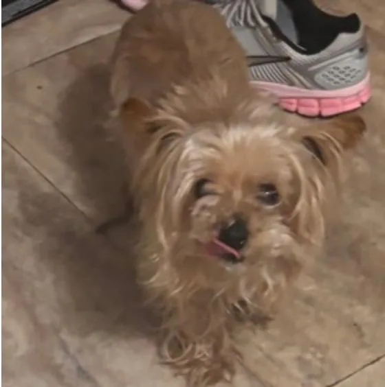 Bailey