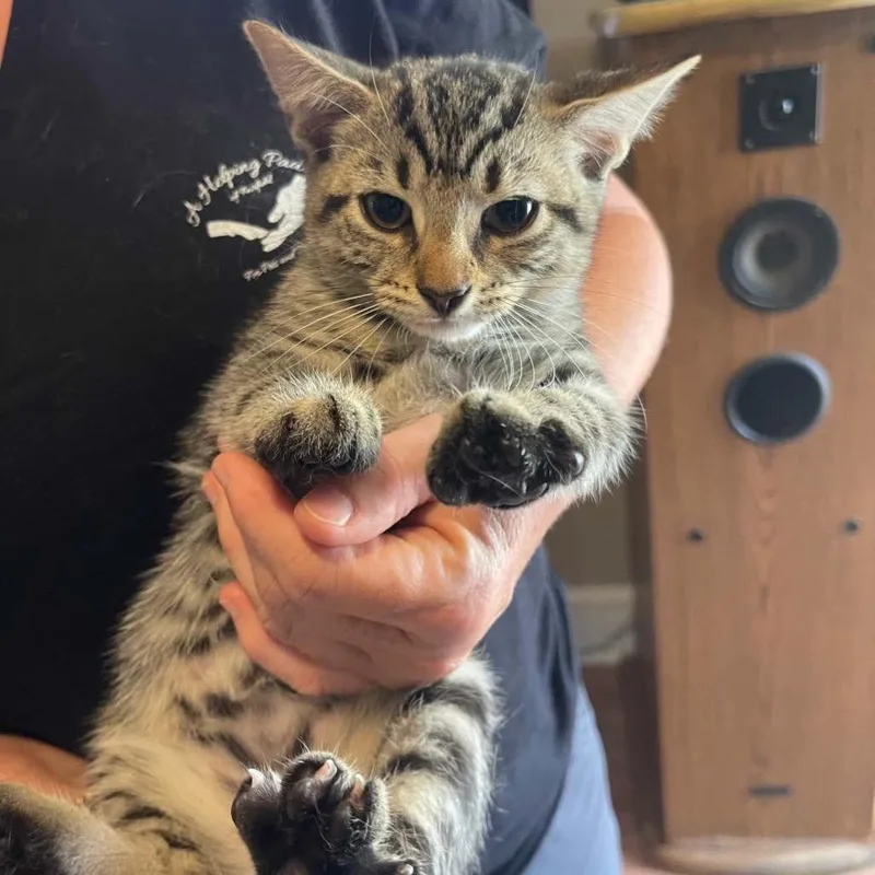 A baby medium-sized male Domestic Short Hair cat named Fern for adoption in St. Albans, VT