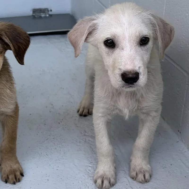 A baby small-sized female White / Cream Shepherd dog named Ballerina for adoption in Bastrop, TX