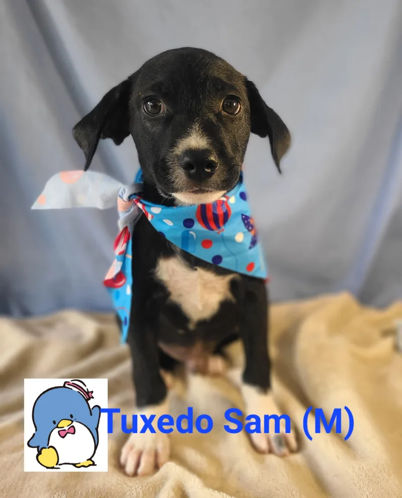 Tuxedo Sam